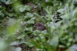 voegel-im-garten-2012-maus-002