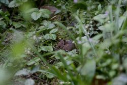 voegel-im-garten-2012-maus-003