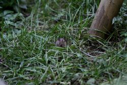 voegel-im-garten-2012-maus-004