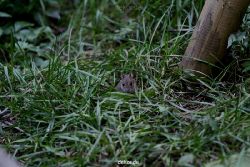 voegel-im-garten-2012-maus-005