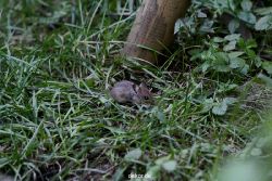 voegel-im-garten-2012-maus-006