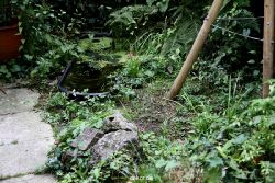 voegel-im-garten-2012-maus-007