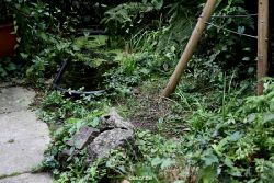 voegel-im-garten-2012-maus-008