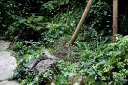 voegel-im-garten-2012-maus-010