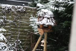 voegel-im-garten-2012-meisen-winter-003