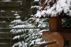 voegel-im-garten-2012-meisen-winter-004