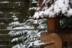 voegel-im-garten-2012-meisen-winter-005