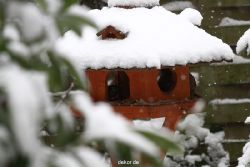 voegel-im-garten-2012-meisen-winter-006