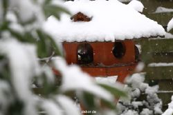 voegel-im-garten-2012-meisen-winter-007
