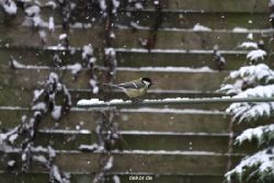voegel-im-garten-2012-meisen-winter-008