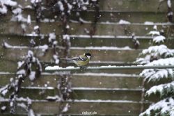 voegel-im-garten-2012-meisen-winter-009