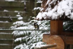 voegel-im-garten-2012-meisen-winter-010