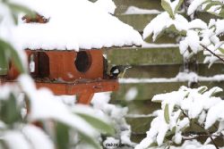 voegel-im-garten-2012-meisen-winter-011
