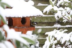 voegel-im-garten-2012-meisen-winter-012