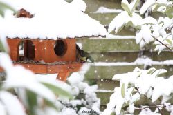 voegel-im-garten-2012-meisen-winter-014