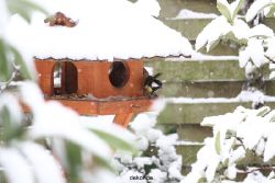 voegel-im-garten-2012-meisen-winter-015
