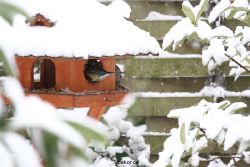 voegel-im-garten-2012-meisen-winter-016