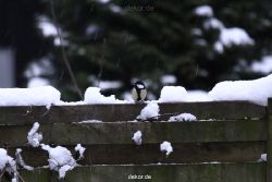 voegel-im-garten-2012-meisen-winter-017