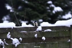 voegel-im-garten-2012-meisen-winter-018
