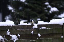 voegel-im-garten-2012-meisen-winter-019