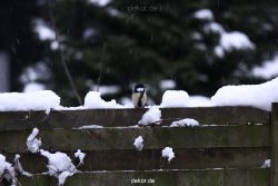 voegel-im-garten-2012-meisen-winter-020