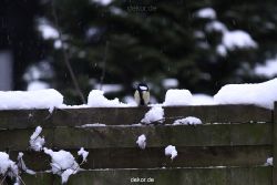 voegel-im-garten-2012-meisen-winter-021