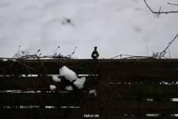 voegel-im-garten-2012-meisen-winter-022