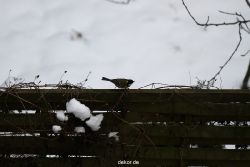voegel-im-garten-2012-meisen-winter-023