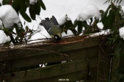 voegel-im-garten-2012-meisen-winter-025