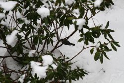 voegel-im-garten-2012-meisen-winter-026