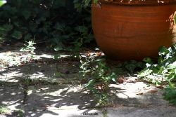 voegel-im-garten-2012-ratten-001
