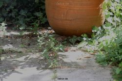 voegel-im-garten-2012-ratten-002
