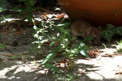 voegel-im-garten-2012-ratten-003