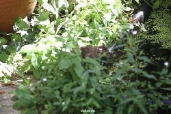 voegel-im-garten-2012-ratten-004
