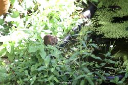 voegel-im-garten-2012-ratten-005
