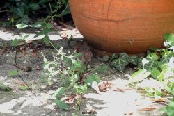 voegel-im-garten-2012-ratten-006