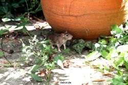 voegel-im-garten-2012-ratten-007