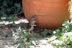 voegel-im-garten-2012-ratten-008