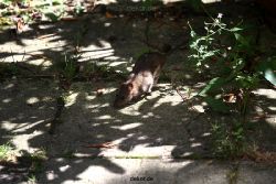 voegel-im-garten-2012-ratten-009
