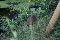 voegel-im-garten-2012-ratten-010