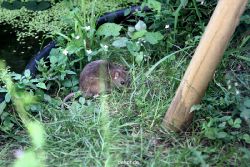 voegel-im-garten-2012-ratten-011