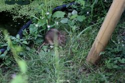 voegel-im-garten-2012-ratten-012