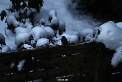 voegel-im-garten-2012-rotkehlchen-winter-001