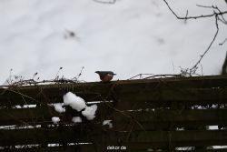 voegel-im-garten-2012-rotkehlchen-winter-002