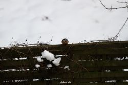 voegel-im-garten-2012-rotkehlchen-winter-003