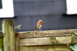 voegel-im-garten-2012-rotkehlchen-001