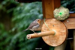 voegel-im-garten-2012-rotkehlchen-008