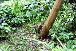 voegel-im-garten-2012-rotkehlchen-012