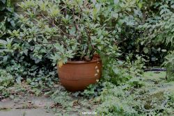 voegel-im-garten-2012-rotkehlchen-014