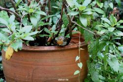 voegel-im-garten-2012-rotkehlchen-015